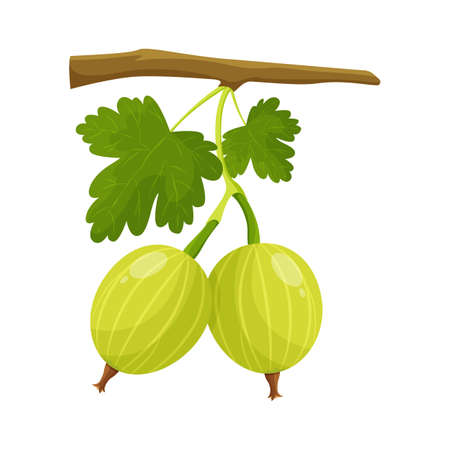 Gooseberry, Agrus berries with leaves on white background, flat style vectorのイラスト素材