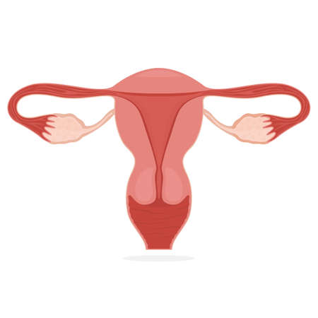 Uterus female organ, flat style. The female reproductive system. Gynecology clinic concept banner with uterus icon. Women's health poster. Vector illustration.のイラスト素材