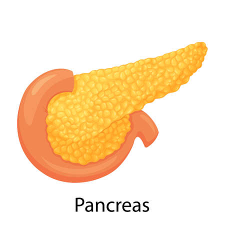 Pancreas, human internal organ anatomy vector Illustration on a white background, flat designのイラスト素材