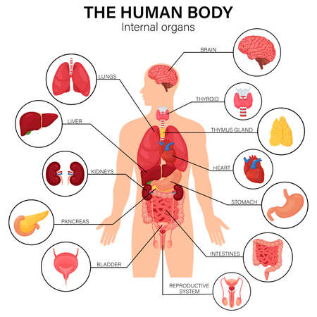 Human body internal organs diagram flat infographic poster with icons image names location and definitions vector illustration. Heart and brain, liver and kidneys. Thymus gland and reproductive systemのイラスト素材