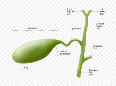 Anatomy of the gallbladder with description of the corresponding parts. Anatomical vector illustration in flat style isolated over white background.のイラスト素材