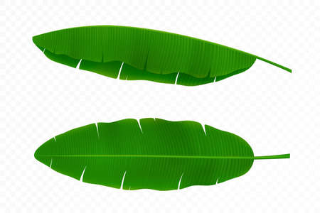 Bright green curved leaves of banana palm tree, isolated on white background. tropical theme. Colorful graphic design for print, pattern or postcard. Detailed 3d realistic vector illustrationのイラスト素材