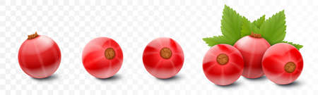 red currant. Realistic 3d vector illustration of berries and green leaves, isolated on white background.のイラスト素材