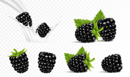 Whole and slice of blackberry. Blackberry in a splash of milk or yogurt, 3d realistic isolated vector setのイラスト素材