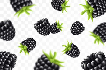 blackberry background. Flying blackberry with green leaf on transparent background. Blackberry falling from different angles. Focused and blurry objects. 3D realistic vector.の写真素材