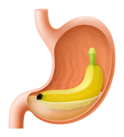 Human Stomach with banana fruit. The stomach digests bananas. A stomach filled with healthy and wholesome food. Proper nutrition. Realistic 3d Vector illustration. Food digestion process illustrationのイラスト素材