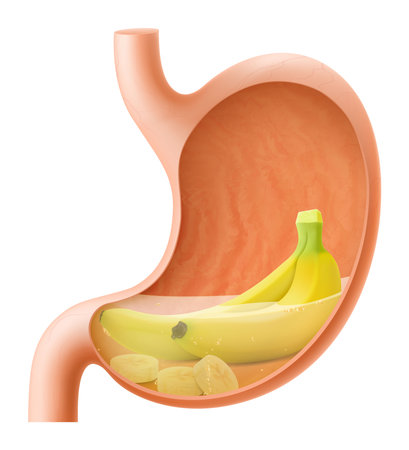 Human Stomach with banana fruit. The stomach digests bananas. A stomach filled with healthy and wholesome food. Proper nutrition. Realistic 3d Vector illustration. Food digestion process illustrationのイラスト素材