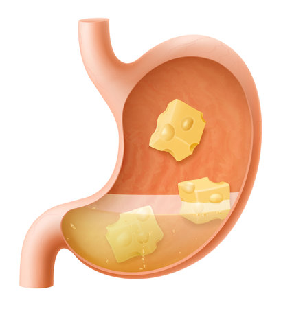 Human Stomach with cheese. The stomach digests cheese. A stomach filled with healthy and wholesome food. Proper nutrition. Realistic 3d Vector illustration. Food digestion process illustrationのイラスト素材