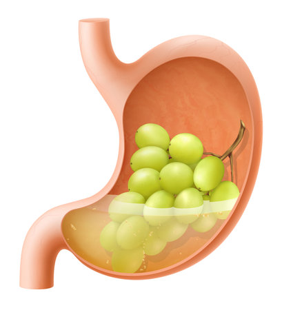 Human Stomach with grape. The stomach digests grape. A stomach filled with healthy and wholesome food. Proper nutrition. Realistic 3d Vector illustration. Food digestion process illustrationのイラスト素材