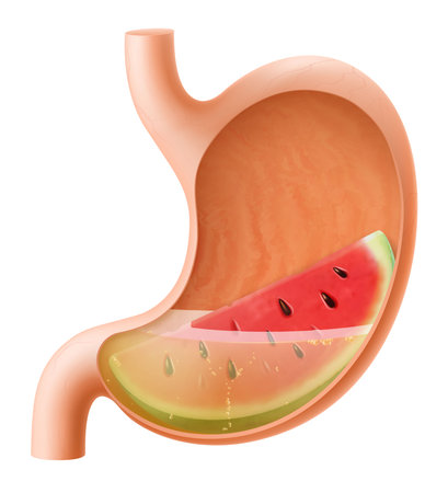 Human Stomach with watermelon. The stomach digests watermelon. A stomach filled with healthy and wholesome food. Proper nutrition. Realistic 3d Vector illustration. Food digestion process illustrationのイラスト素材