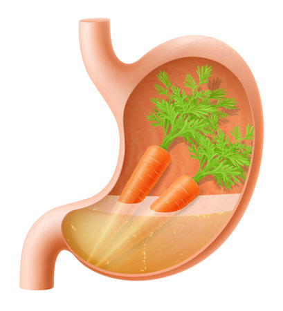 Human Stomach with carrot. The stomach digests carrots. A stomach filled with healthy and wholesome food. Proper nutrition. Realistic 3d Vector illustration. Food digestion process illustrationのイラスト素材