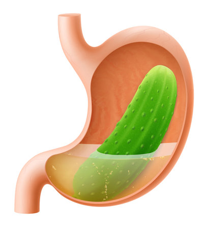 Human Stomach with cucumber. The stomach digests cucumbers. A stomach filled with healthy and wholesome food. Proper nutrition. Realistic 3d Vector illustration. Food digestion process illustrationのイラスト素材