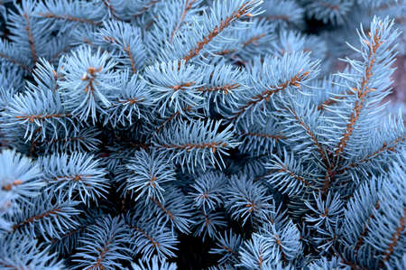 Blue spruce branches on a green background.
Selective focus.の写真素材