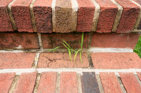 Green weeds growing in cracks in the brick .の写真素材