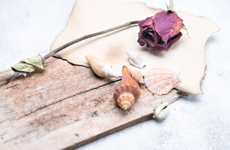 old red rose and sea shells with Empty Blank Paper on vintage background. Selective focus. copy...