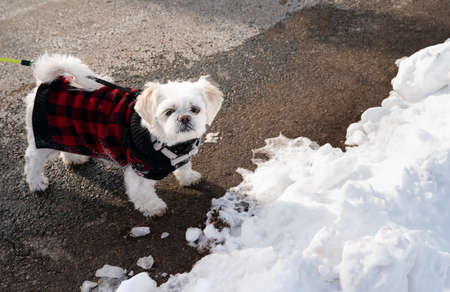 A dog in warm Lumberjack Red and Black jumpsuit walking outside at cold snowy day.