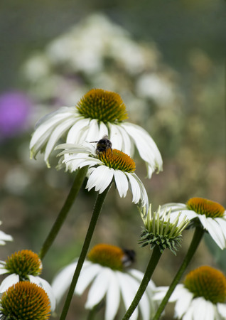 a bee in a garden of daisiesの写真素材