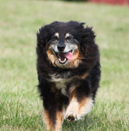 Australian shepherd having funの写真素材