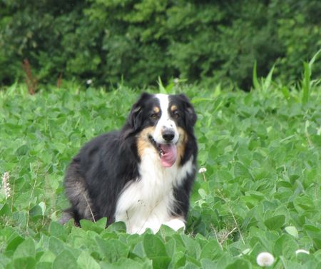 Australian Shepherdの写真素材