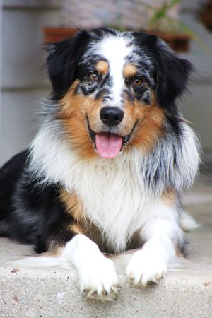 Australian shepherdの写真素材