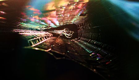 iridescent spider