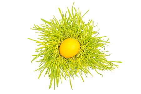 One yellow easter egg lies on the grass
