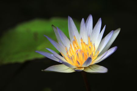 single white purple water-lilyの写真素材