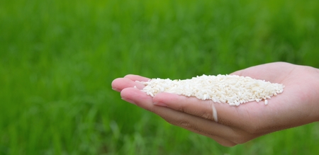 hand holding rice on green background, rice on hand.の写真素材