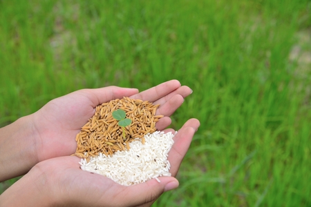 hands holding rice and paddy with heart sign on green background, baby plant place in rice and paddyの写真素材