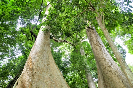 The big trees in nature, big trees in forest thailand.の写真素材