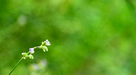 purple flowrs on green background in nature, purple flowrs beautiful.の写真素材