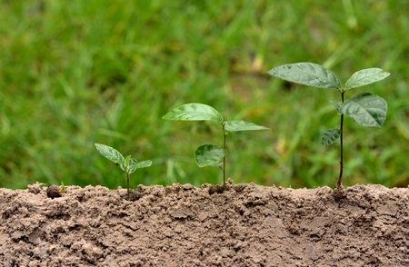 young plants is growing in step on green nature background.