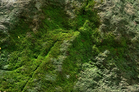 Moss texture. Moss background. Green moss on grunge texture, background.