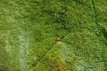 fluffy lichen, green moss, green lichen on the stone , texture and background.