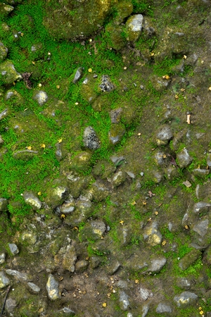 fluffy lichen, green moss, green lichen on the stone , texture and background.の写真素材