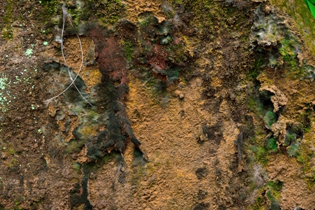 fluffy lichen, green moss, green lichen on the stone , texture and background.