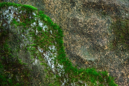 Close up green moss texture , background, nature plant, moss wallの写真素材