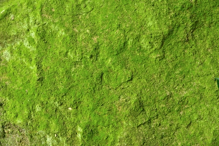 Close up green moss texture on stone and rock, background, nature plant, moss wallの写真素材