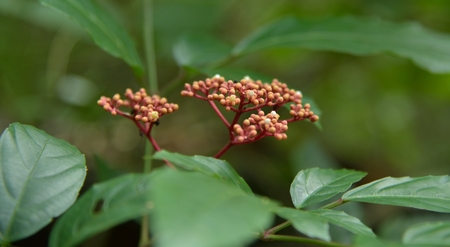 red fruit in forest nature thailandの写真素材