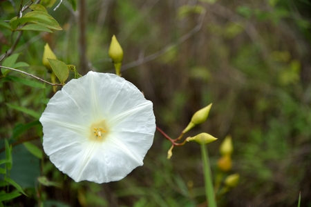 white flower in nature on green background.の写真素材