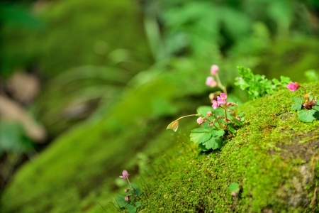 small pink flowers in moss green background