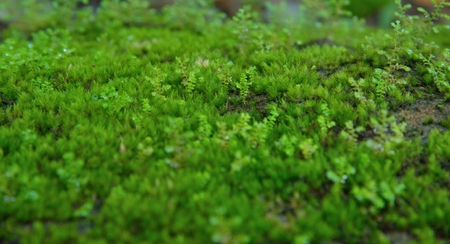 Green moss on stone texture and backgroundの写真素材