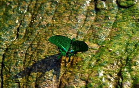 green butterfly in nature of Thailandの写真素材