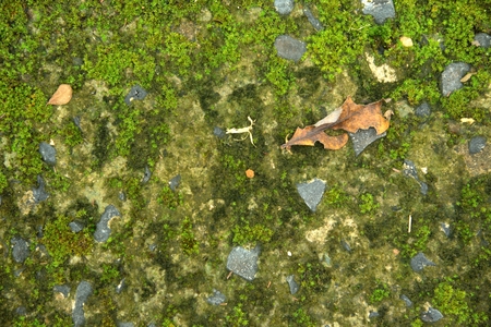 green moss in nature on stone backgroundの写真素材