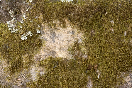 green moss texture and backgroundの写真素材