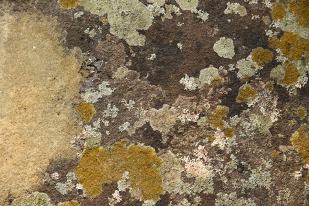 dry moss on stone in nature texture and background
