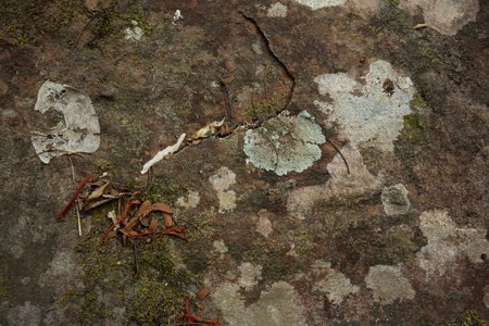 Moss on stone in natureの写真素材