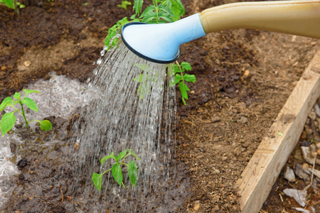 Watering of young seedling of tomatoes, close upの写真素材