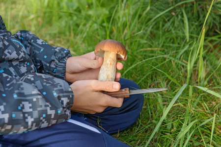 Gathering edible mushroom. Beautiful cepes. Forest Mushroomの写真素材