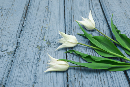 White tulips on wooden background, Easter, the Mothers Dayの写真素材
